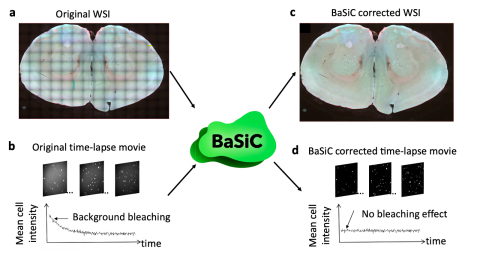 A BaSiC Tool for Background and Shading Correction of Optical Microscopy Images