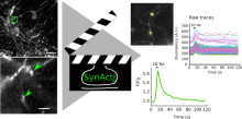 SynActJ workflow