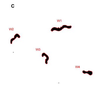 Experimental Testing Of Imagej Macro From The Onl Dataset