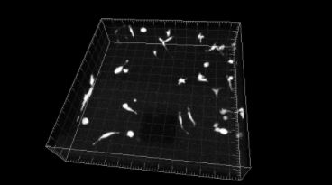 exemple of 3D cell tracking data set