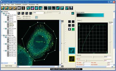 Screen capture of BioImageXD