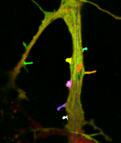 Neurites with segmented dendritic spines