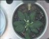 arabidopsis plant (low resolution)